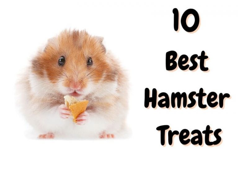 10 Best Hamster Treats (2023 Update) The Pet Savvy