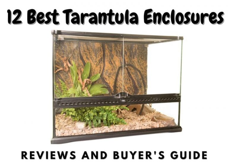 12 Best Tarantula Enclosures (2023 Update) The Pet Savvy