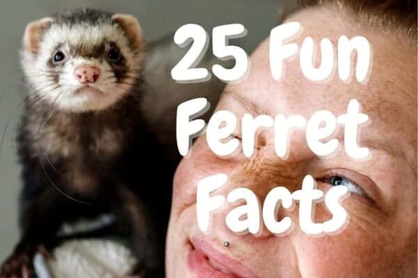 Fun ferret facts