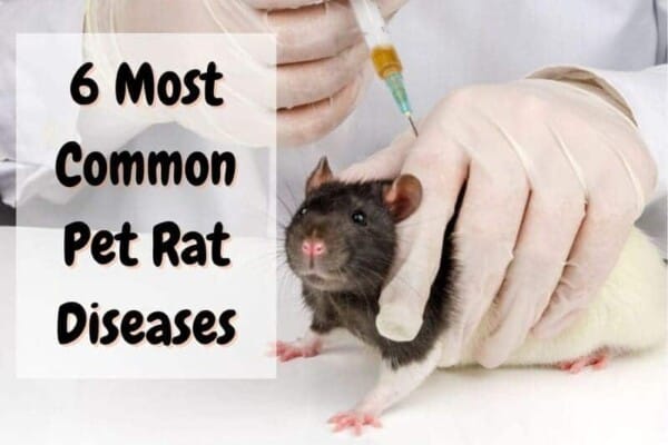 common pet rat diseases