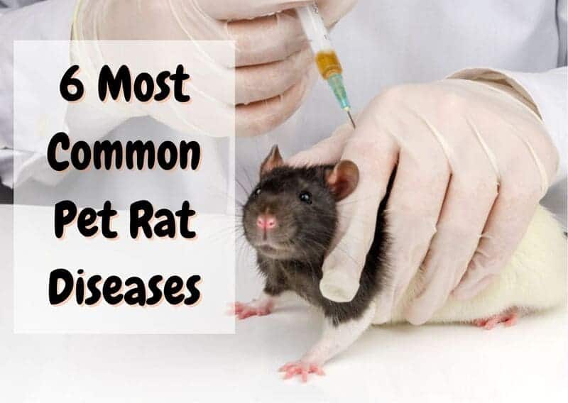 common pet rat diseases