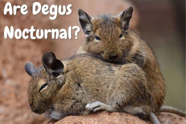 Are Degus Nocturnal