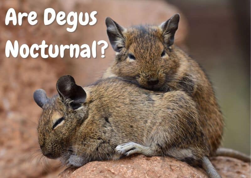 Are Degus Nocturnal