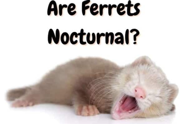 are ferrets nocturnal