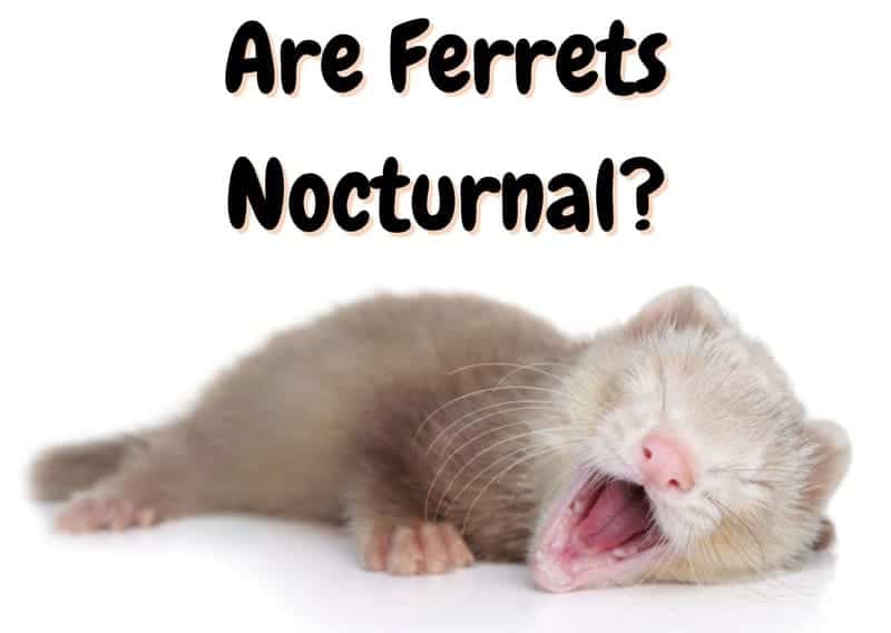 are ferrets nocturnal