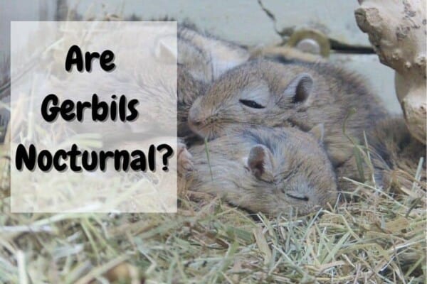 Are Gerbils nocturnal