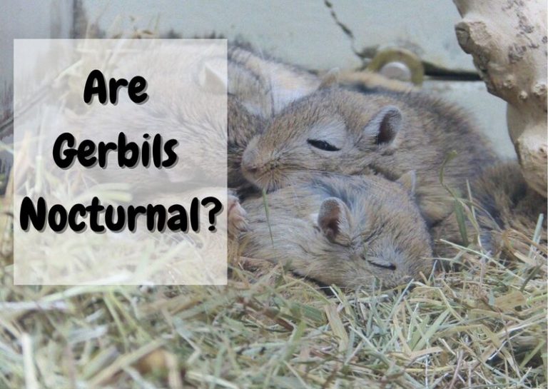 Are Gerbils Nocturnal? Gerbil Sleep Explained The Pet Savvy