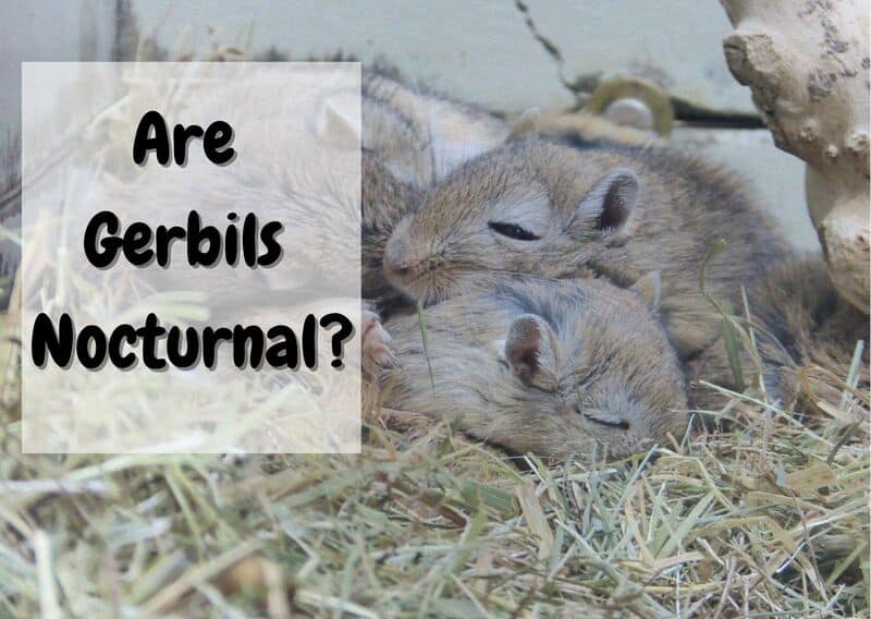 Are Gerbils nocturnal