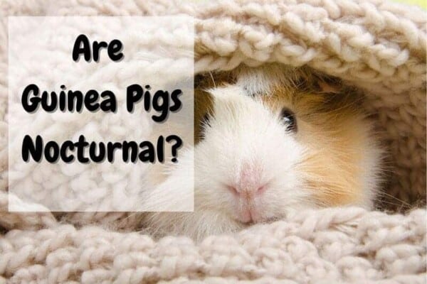 Are Guinea Pigs Nocturnal