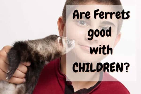 Are ferrets good with children