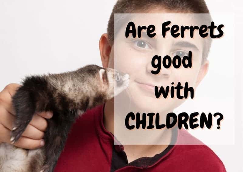 Are ferrets good with children