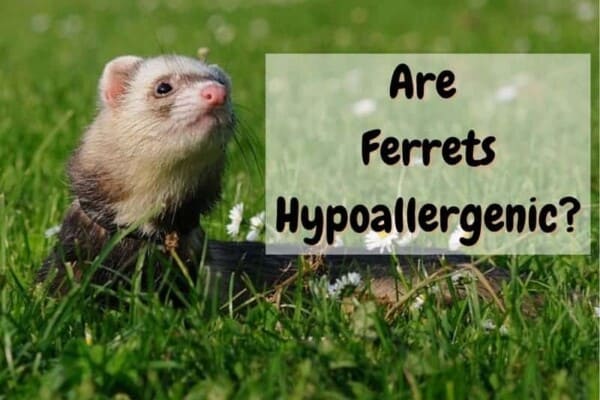 Are Ferrets Hypoallergenic? 3 Tips to Keep Allergies Low