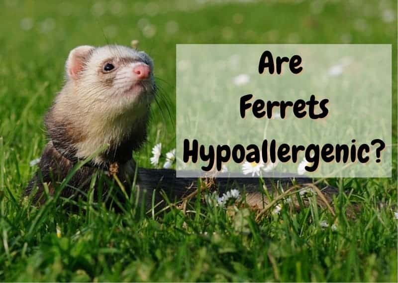 Are ferrets hypoallergenic