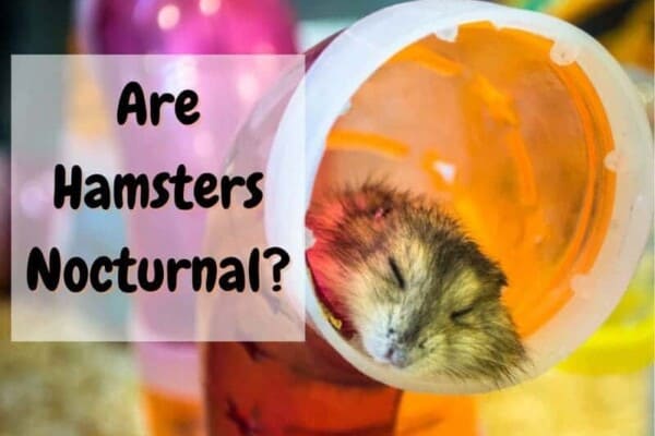 are hamsters nocturnal