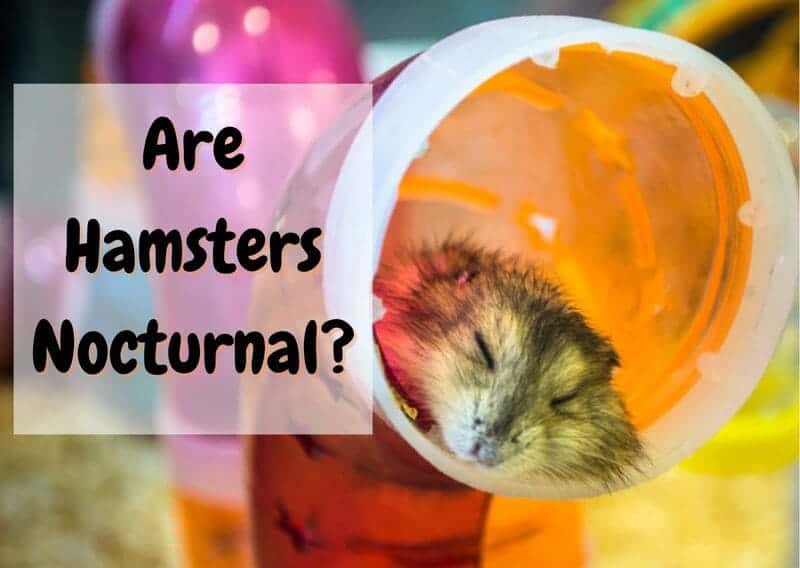 are hamsters nocturnal