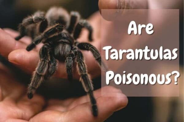 are tarantulas poisonous