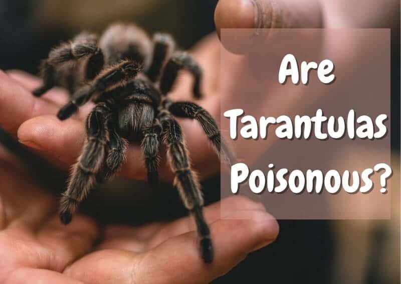 are tarantulas poisonous