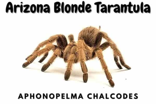 Arizona Blonde Tarantula care sheet