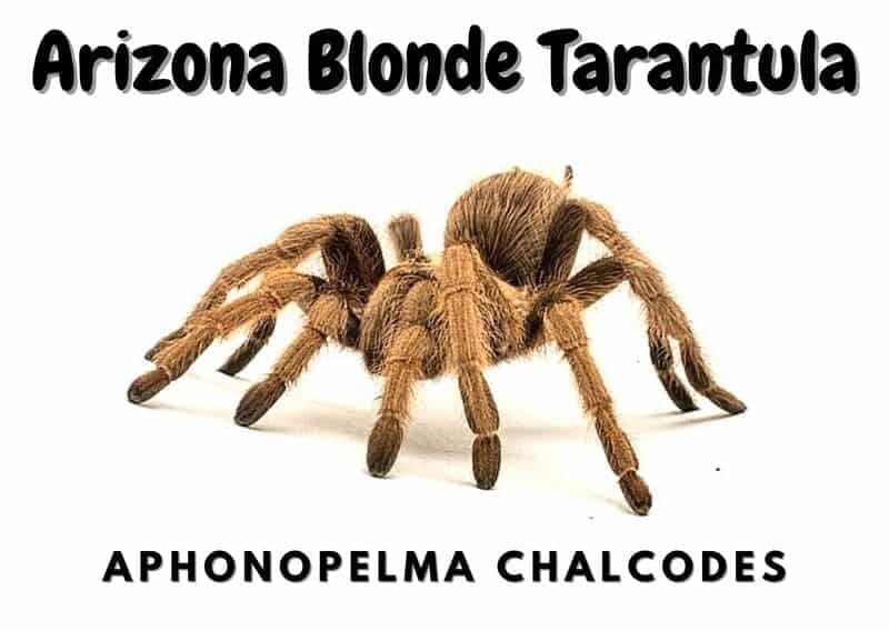 Arizona Blonde Tarantula care sheet