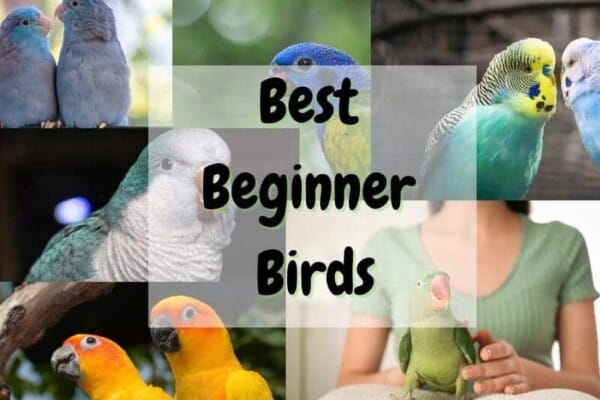 Best Beginner Birds