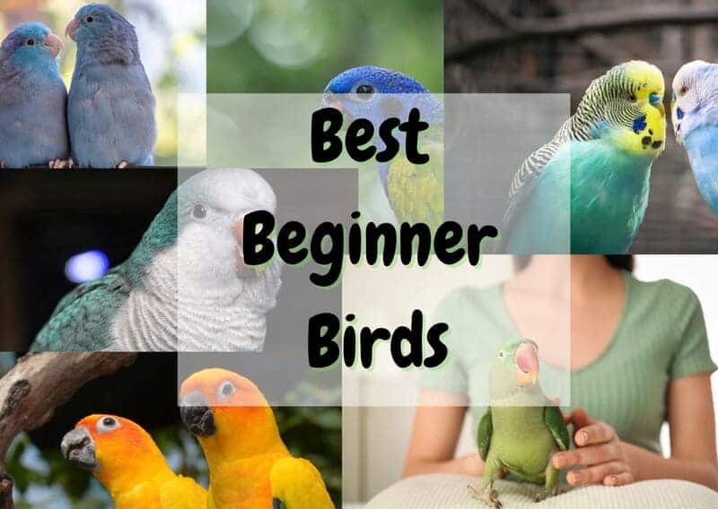 Best Beginner Birds