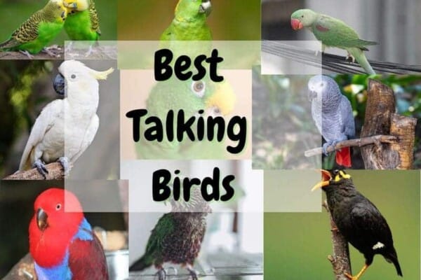 Best Talking Birds