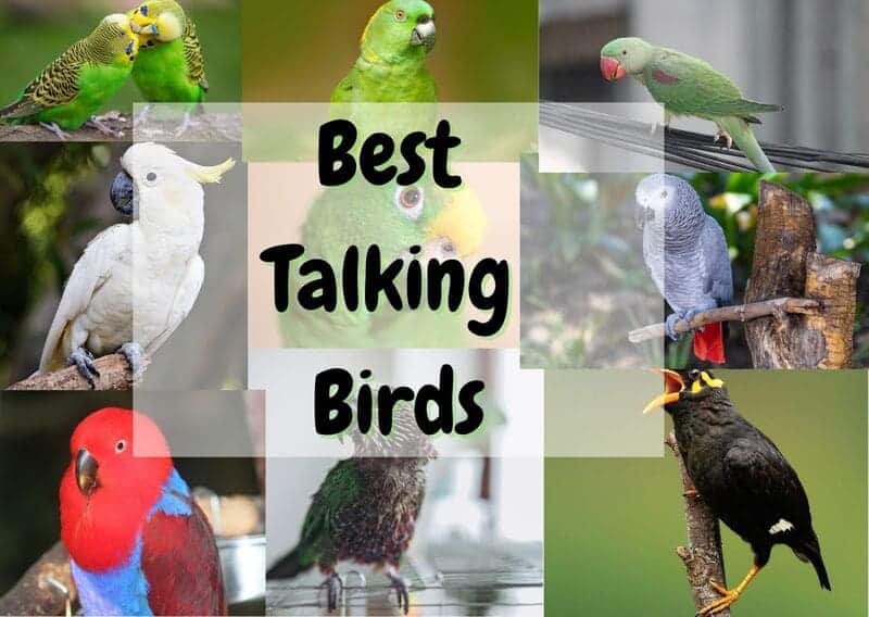Best Talking Birds