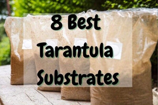 best tarantula substrates