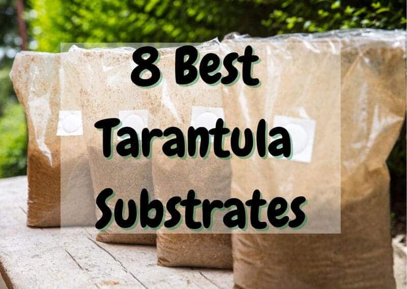 best tarantula substrates
