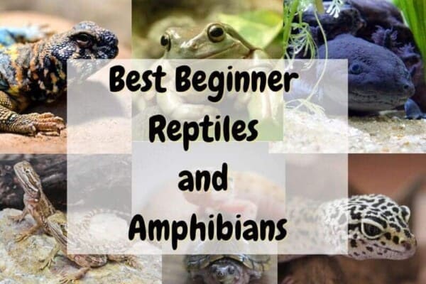 Best beginner reptiles and amphibians