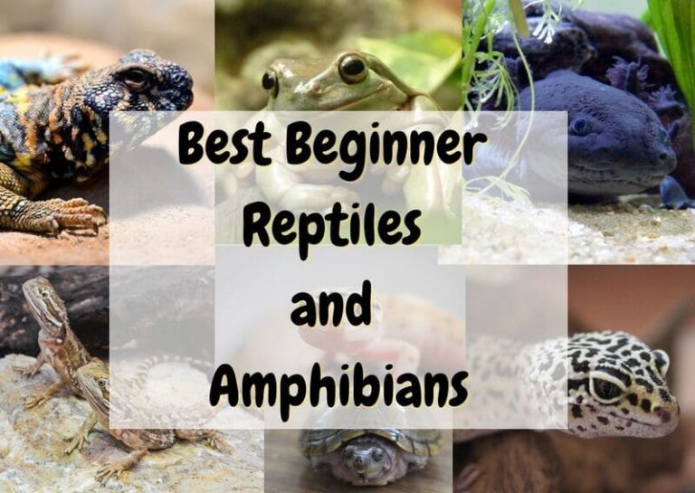 20 Best Beginner Reptiles and Amphibians The Pet Savvy
