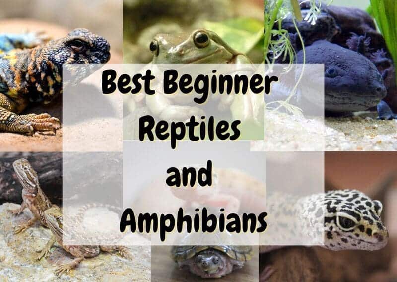 Best beginner reptiles and amphibians