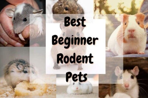 Best beginner rodent pets