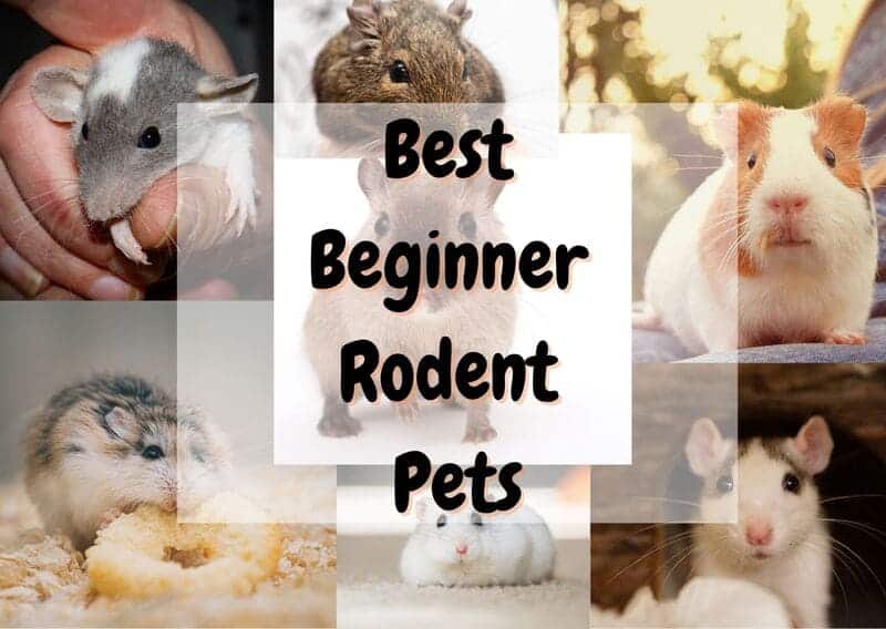 Best beginner rodent pets