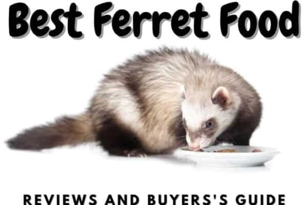 Best ferret food