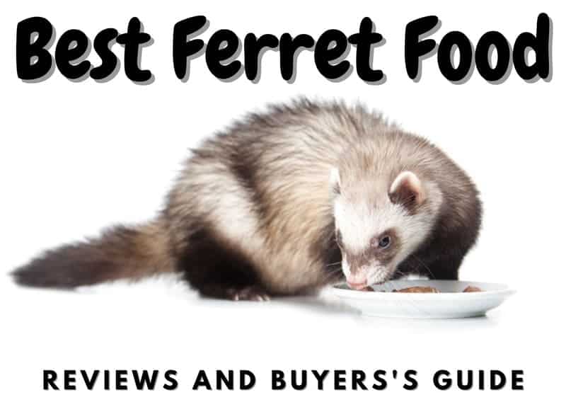 Best ferret food