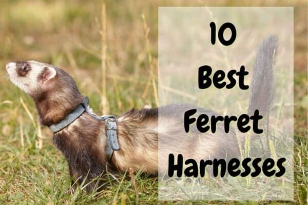 best ferret harnesses