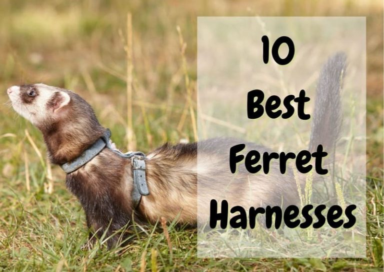10 Best Ferret Harnesses (2023 Update) The Pet Savvy