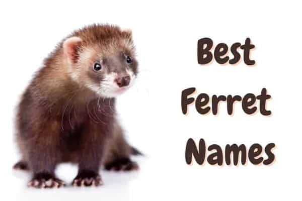 Best ferret names