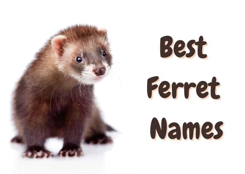 Best ferret names