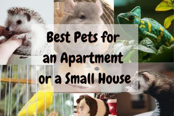 Best pets for an apartment or a small house