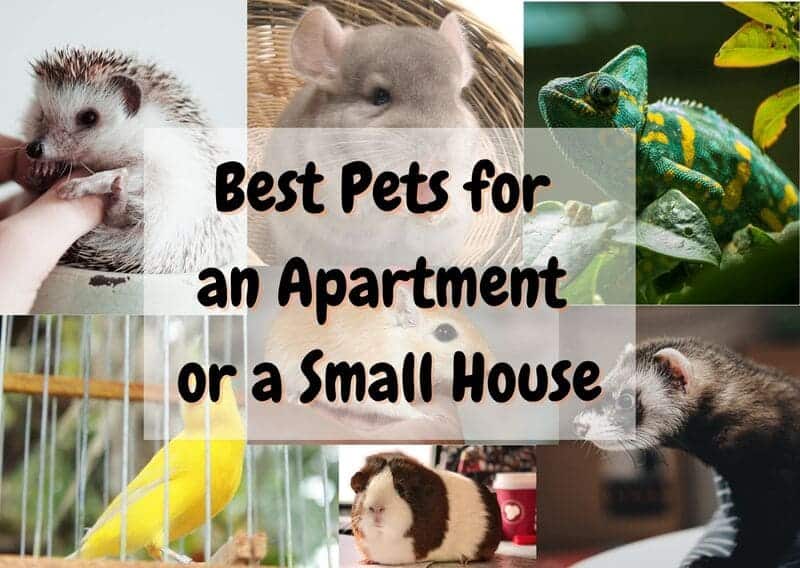 Best pets for an apartment or a small house