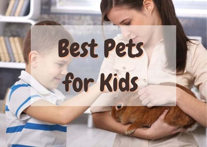 Best pets for kids