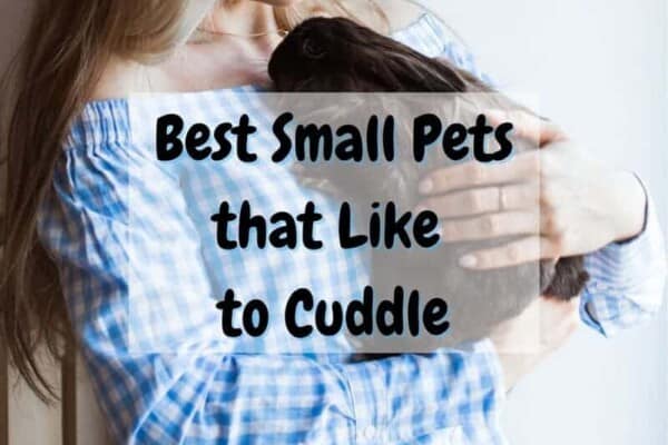 Best small pets that like to cuddle