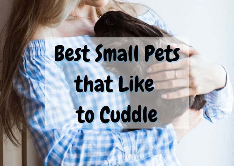 Best small pets that like to cuddle