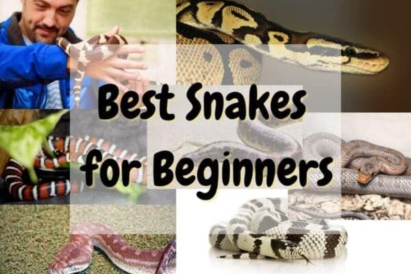 Best snakes for beginners