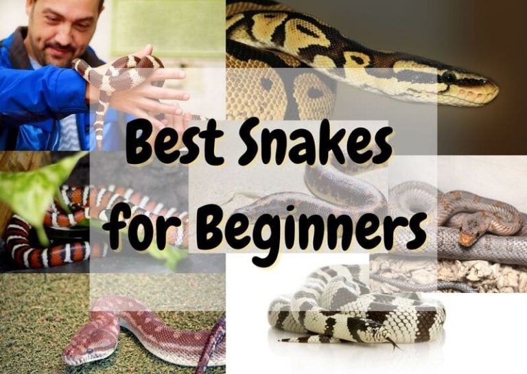 10 Best Pet Snakes For Beginners The Pet Savvy