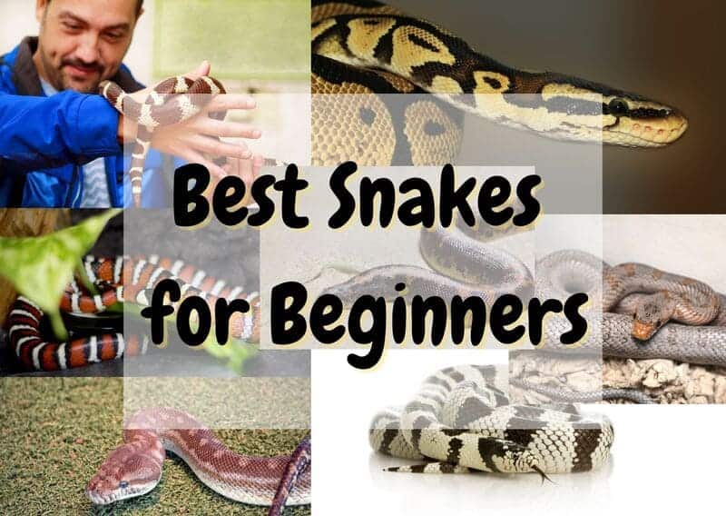 Best snakes for beginners