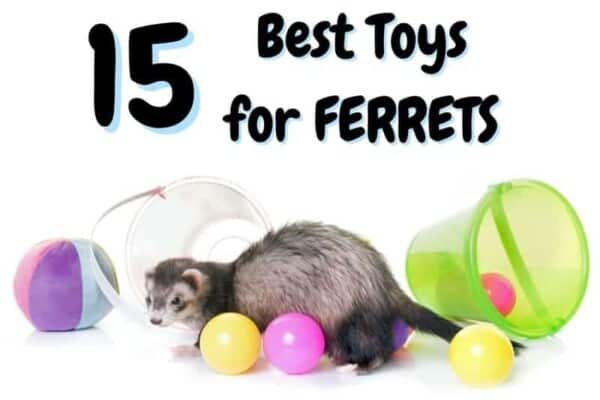 best ferret toys