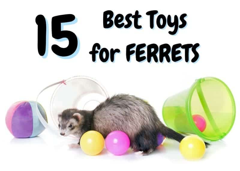 best ferret toys